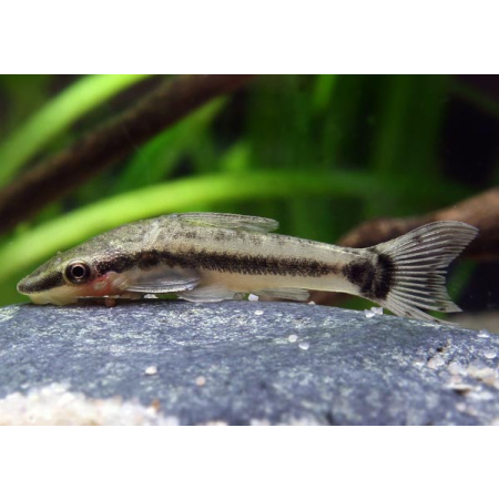 Otosek - Otocinclus affinis